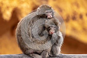 A female Japanese macaque embraces a cub. Macaca fuscata.