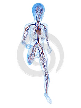 Female jogger - vascular