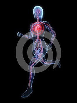 Female jogger - vascular