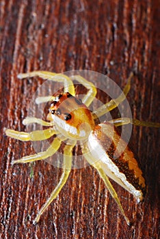 Female Jumper Spider