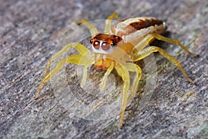 Female Jumper Spider