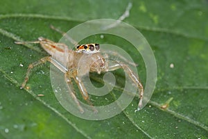 Female jumping spider