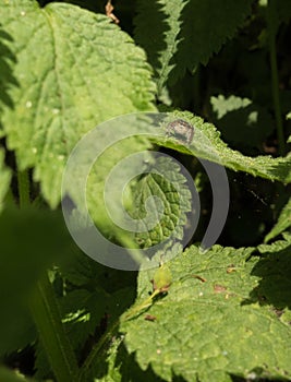 Female Jumping spider on ambush