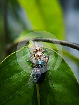 Female jumping spider, latin name salticidae captured prey, a bluebottle fly that bigger than her size.