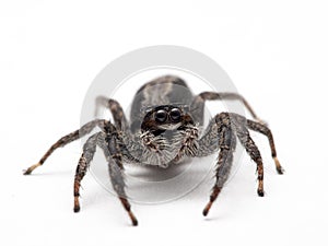 Female jumping spider, Platycryptus californicus, looking up at the camera, isolated