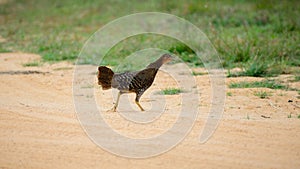 Female jungle fowl running in the sand at Yala national park. Making loud noises as its runs across to the grass field