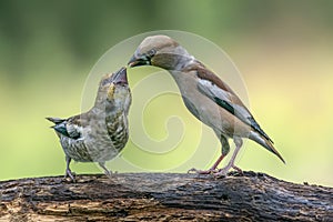 female and juvenile Hawfinch Coccothraustes coccothraustes on a branch