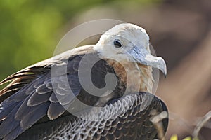Female juvenile Magnificent frigatebird, Fregata magnificens. photo