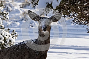 Female Kaibab deer mule deer feeding in winter. Mouth open, looking at camera, snow on its face.