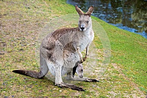 Female kangaroo with a joey in her pouch