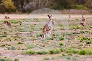 Female kangaroo with little joey