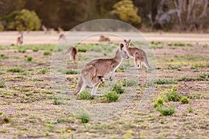 Female kangaroo with little joey
