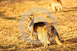 Female kangaroo with little joey