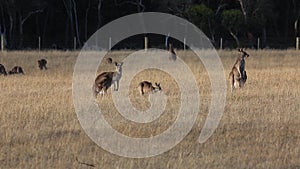 Female Kangaroo scratching