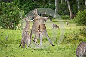 Female kangaroo tries to break up two males fighting