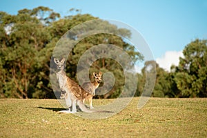 Female kangaroo with two joeys