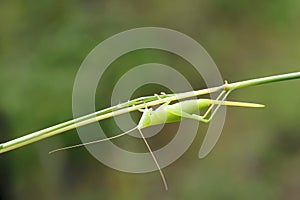 Female katydid