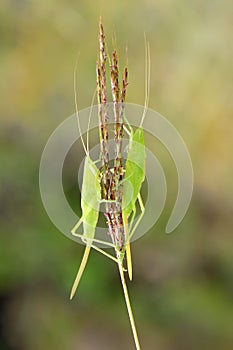 Female katydid