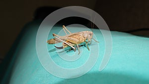 Female katydid is on a green background. katydid isolated. insect on a green background. insect isolated. insects bugs bug animals