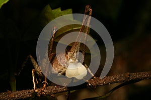 Female katydid with male spermatophore attached.