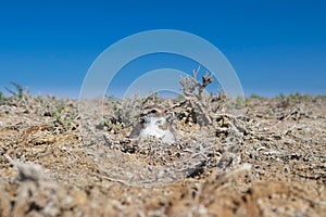 Female of Kentish plover (Charadrius alexandrinus) incubates a clutch