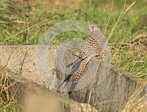 Female Kestrel