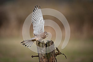 Female Kestrel