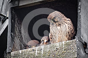 Female kestrel and chicks in bird box