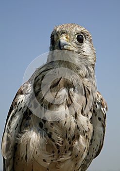 FEMALE KESTREL FALCO TINNUNCULULUS AGAINST BLUE SKU