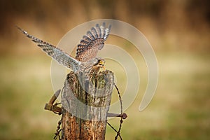 Female kestrel feeding