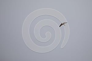 Female Kestrel in flight off the coast of Dorset, England, United Kingdom