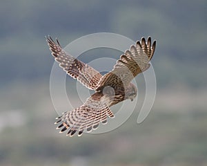 Female kestrel hovering with outstretched wings