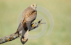 Female kestrel perched on a branch photo