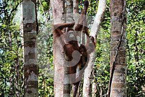 Female with the kid of the orangutan on a tree.