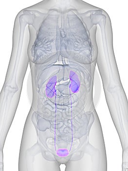 Female kidney