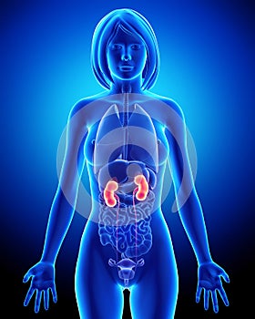 Female kidney anatomy in blue x-ray loop