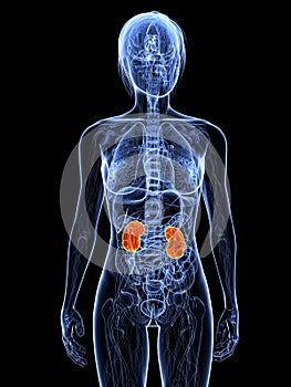 Female kidneys