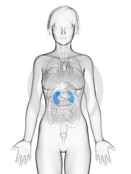 The female kidneys