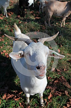Female Kiko goat close up