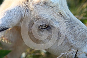 Female Kiko goat close up eye lashes