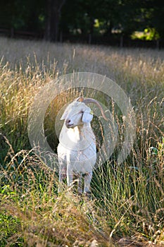 Female Kiko goat sanding in meadow