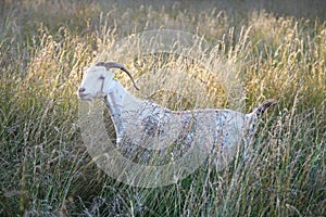 Female Kiko goat sanding in meadow