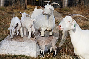 Female Kiko goats near climbing babies