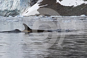 Female killer whale that floats along the Antarctic