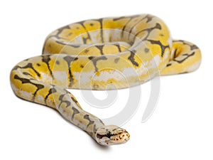 Female Killerbee Royal python, ball python