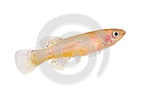 Female Killi Aphyosemion austral Hjersseni gold Aquarium fish isolated on White