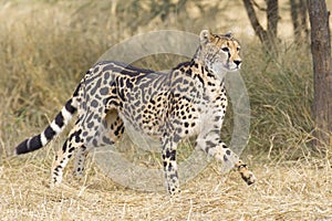 Female King Cheetah (Acinonyx jubatus), South Africa