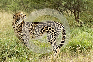 Female King Cheetah (Acinonyx jubatus) South Africa