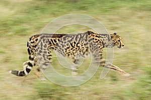 Female King Cheetah (Acinonyx jubatus) South Africa