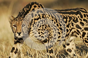 Female King Cheetah South Africa